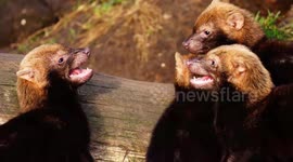 Friction between bush dog puppies at UK zoo