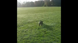 French Bulldog Playing Rugby