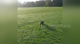 Newsflare Edit - French Bulldog Playing Rugby