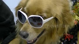 Overdressed labrador dog