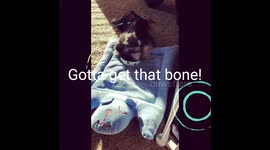 Ziggy and the bone