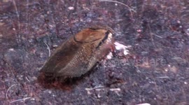 bugs shelter from the rain