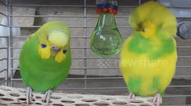 cute birds