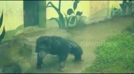 Chimpanzee shows off its sports skills in zoo