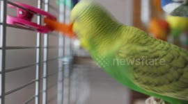 Kiwi the carrot chopper