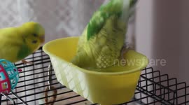 Kiwi and Limon taking a bath