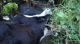 Goat attack in the Maldives