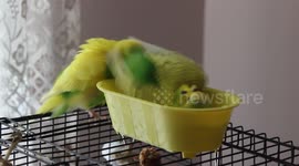 bath time for the birds!