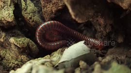 Close-up of a giant millipede