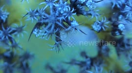 Extreme closeup of feeding corals in the Indian Ocean