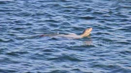 Sea Lion Race