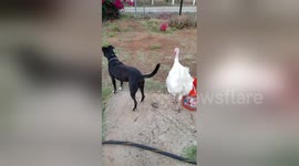 Giant turkey 'attacks' dog