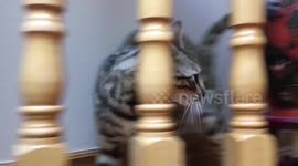 Bengal Cat addicted to Bidet