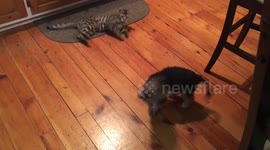 Yorkie won't put up with Bengal Shenanigans