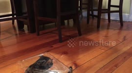 Bengal Cat finds Cover in Clear Plastic