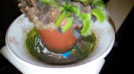 Venus Fly Trap 'eating' a spider