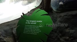 Reticulated Python At Taronga Zoo Sydney Australia