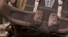Patiti Expedition: More bees!