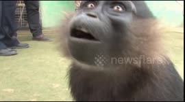 Zoo animals housed in specially heated rooms as Chinese winter gets colder