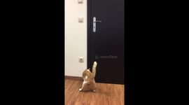Cat opens door