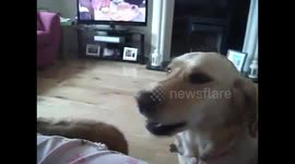 Dog fetches tissue when pregnant owner sneezes