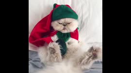 Cat Unenthused about Christmas