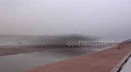 starlings