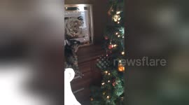 Kitten attacks Christmas Tree and knocks it over