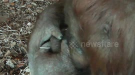 Orangutan tries to squeeze pimple