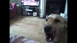 Newsflare Edit - Dog fetches tissue when pregnant owner sneezes