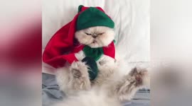 Newsflare Edit - Cat Unenthused about Christmas - without music