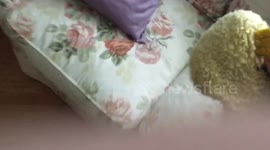 Dog plays hide and seek with toys