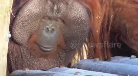 Orangutan licks ice on wooden planks