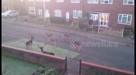 A herd of deer gather in the middle of a residential street
