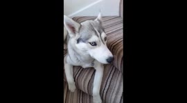 Husky saying I love you