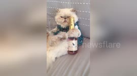 Newsflare Edit - Newsflare Edit - Cat on a Monday