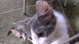 Adorable kittens playing with camera strap