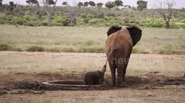 Rescued baby elephant is reunited with mum after getting stuck in pond