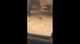 Tourists break down in jungle, have to contend with GIANT spider