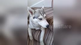 Heartwarming moment husky puppy says 'I love you' to owner