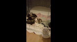 2 week old husky howling.