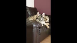 Husky Talking
