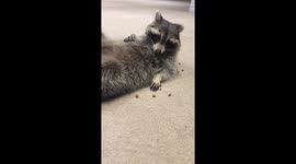 This raccoon loves to eat!