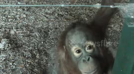 Baby Orangutan appears to be 'breakdancing'