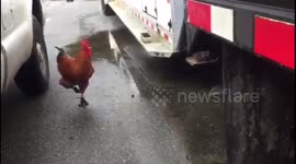 Ricky the rooster running in his leopard print shoes