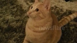 Cat Loses Mind Watching Twirly Toy