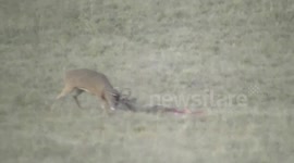 Hunters save deer from coyotes