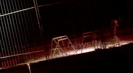Tiger Attacks Trainer in Spanish Circus
