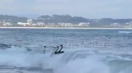 'Surfing' black swans on Australian beach