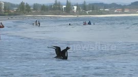 Surfing Swans, Kirra, Queensland, Australia.